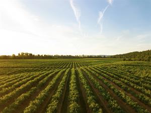 Photo 958539